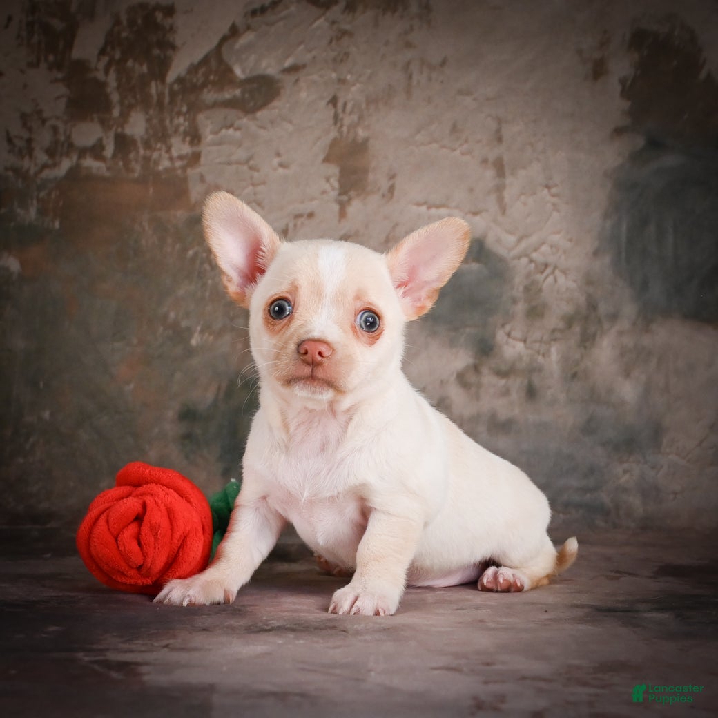 Chihuahua dogs for sale: Jackson - Ad 3