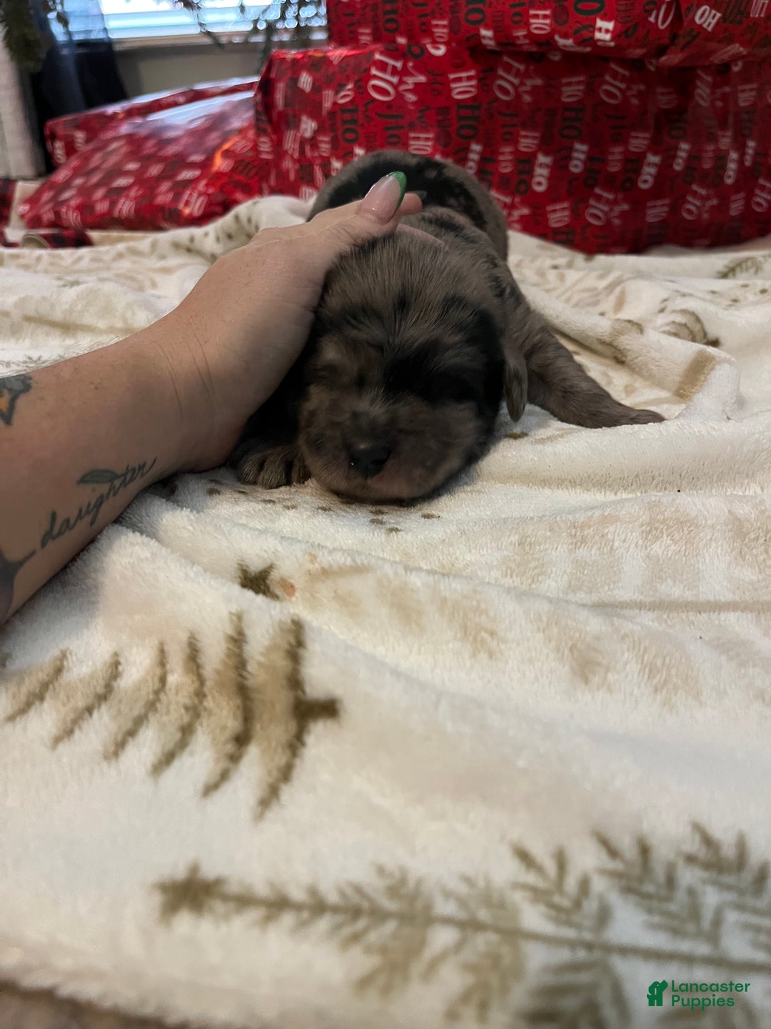 Goldendoodle dogs for sale: Goldendoodle Puppy 1 - Ad 2