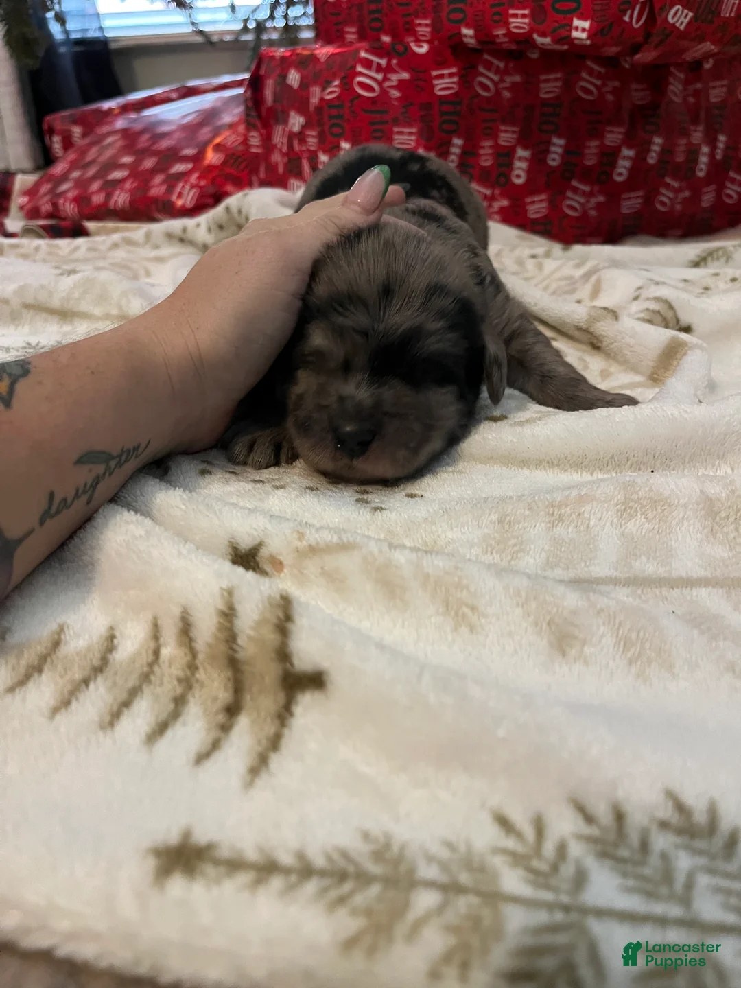 Goldendoodle dogs for sale: Micki  - Ad 7