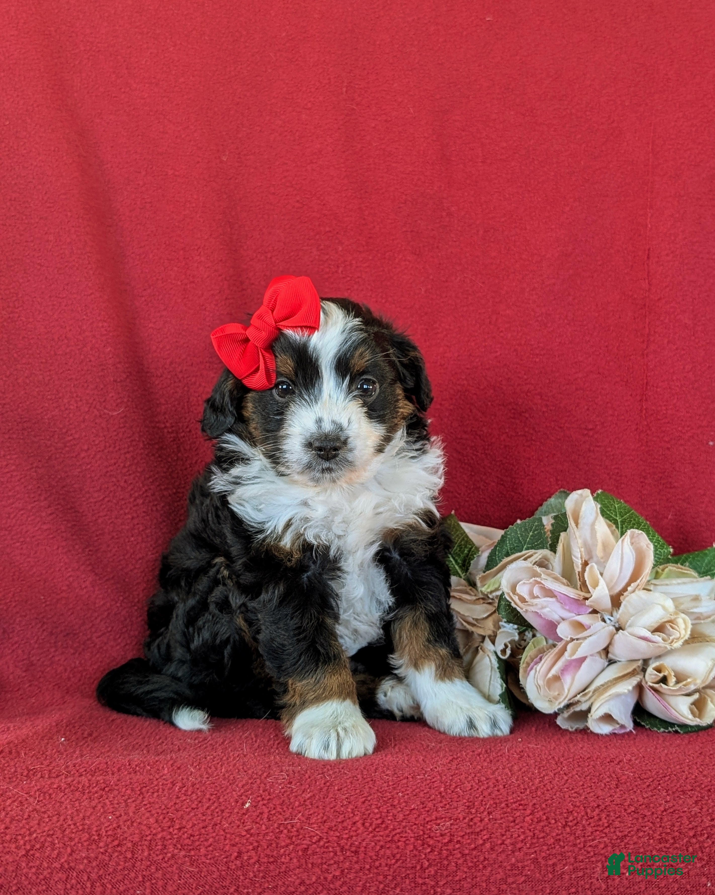 Mini Aussiedoodle dogs Lexie - Ad 2