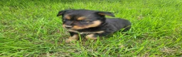 Mixed Breed dogs for sale: Lulu  - Ad 3