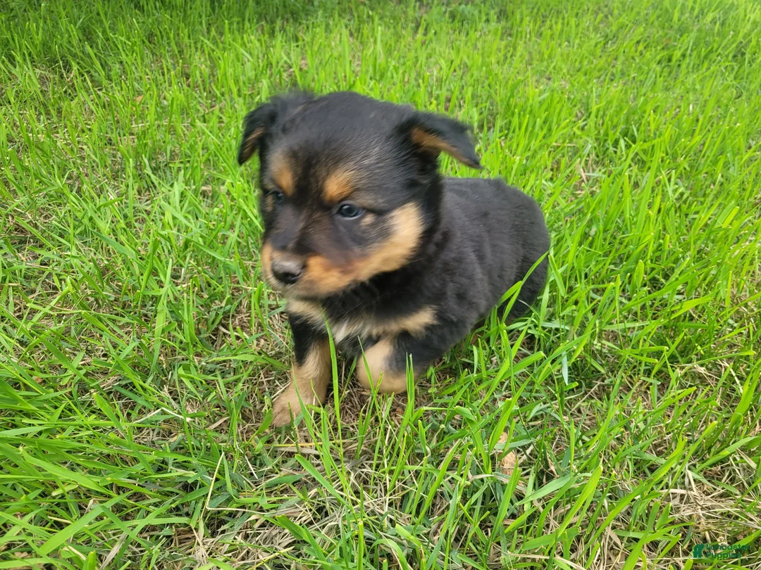 Mixed Breed dogs for sale: Lulu  - Ad 3