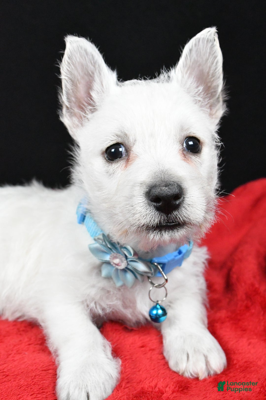 West Highland Terrier dogs for sale: Eva - Ad 3