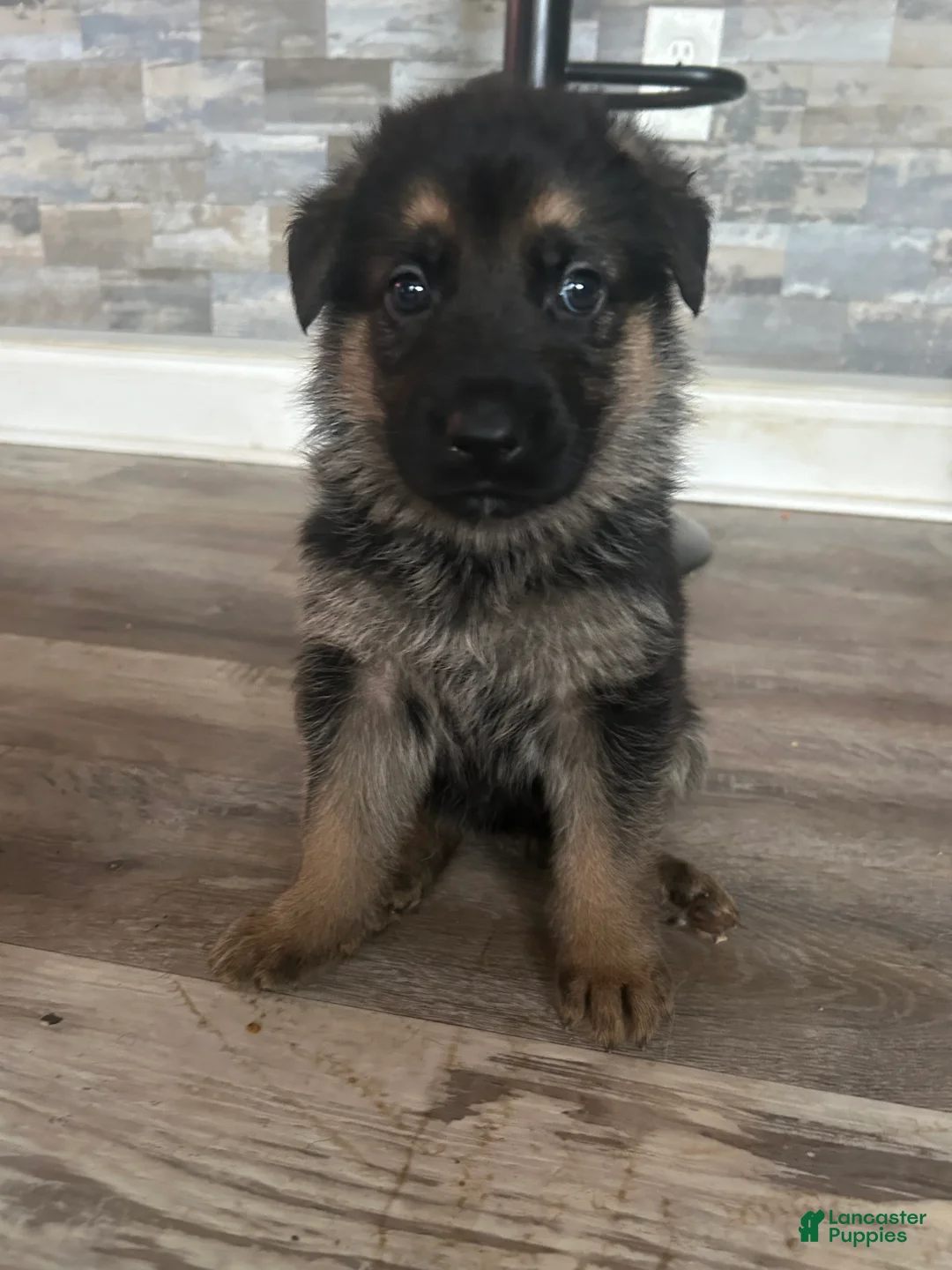 German Shepherd dogs for sale: Baby - Ad 2