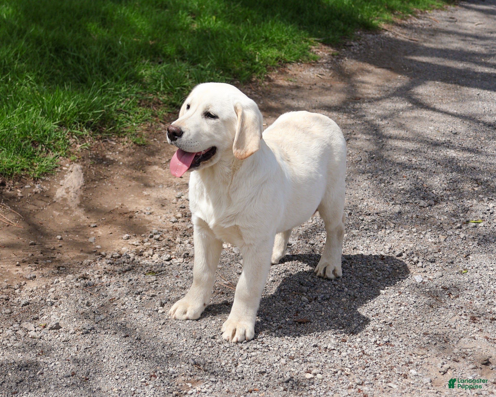 Labrador Retriever dogs Jeremiah  - Ad 2