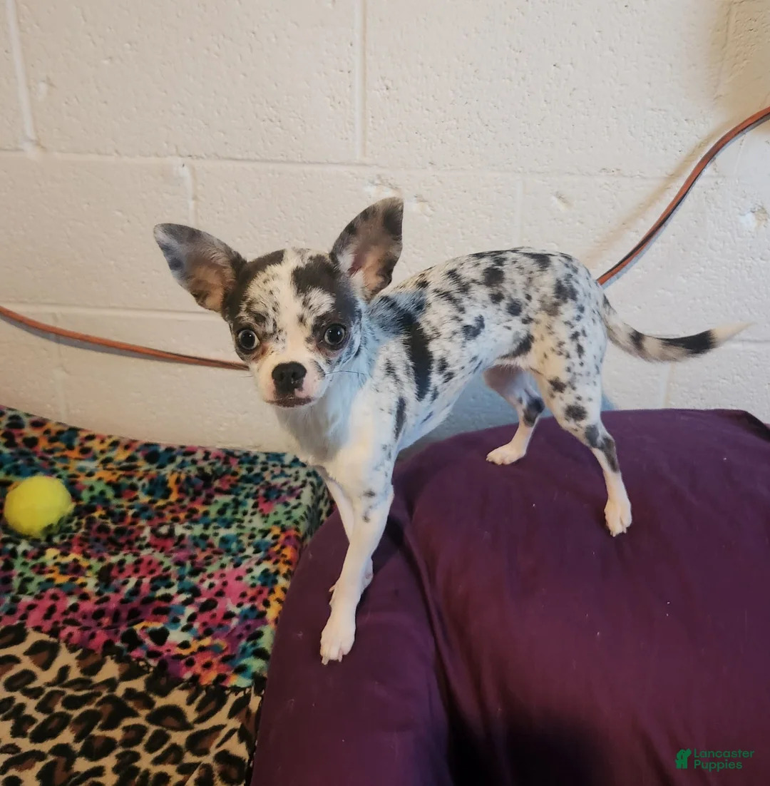 Chihuahua dogs for sale: SPOT - Ad 4