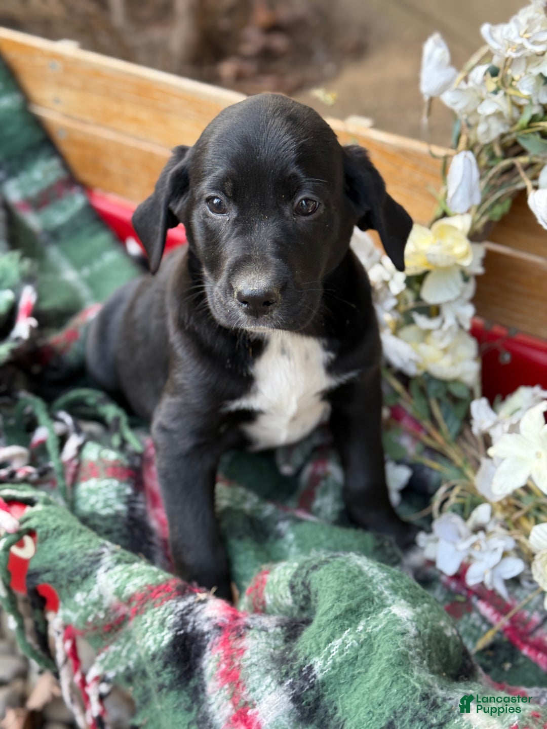 Mixed Breed dogs for sale: Ruffles - Ad 8