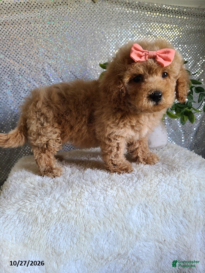 Bichpoo dogs for sale: Chloe - Ad 2