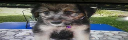 Mini Aussiedoodle dogs for sale: Mini Aussiedoodle 4 Drew - Ad 3