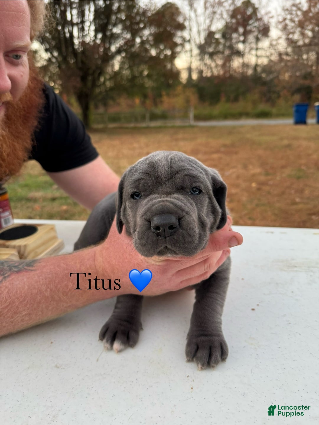 Cane Corso dogs for sale: Titus - Ad 6