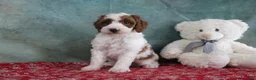 Mini Goldendoodle dogs for sale: Simon - Ad 4
