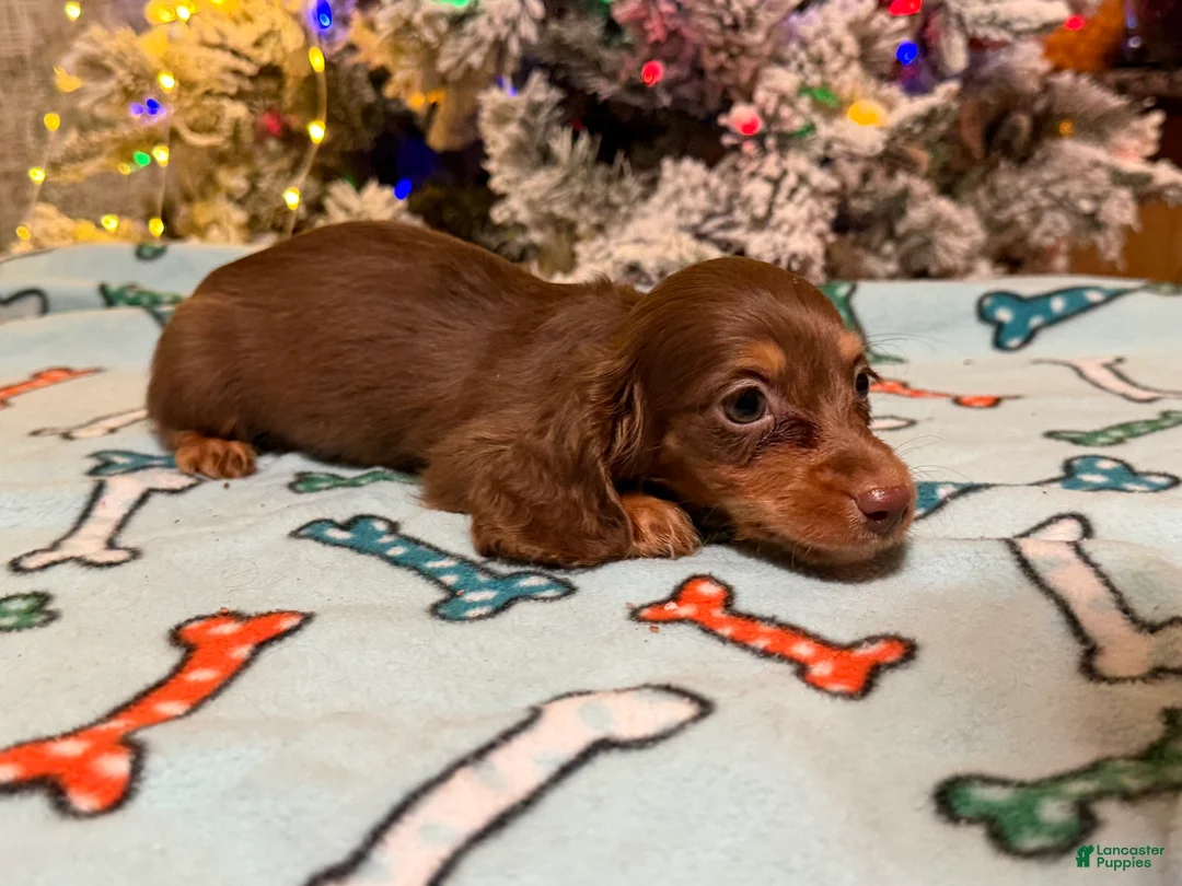 Miniature Dachshund dogs for sale: Ready Christmas eve - Ad 16