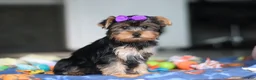 Yorkshire Terrier dogs for sale: Lucy - Ad 5