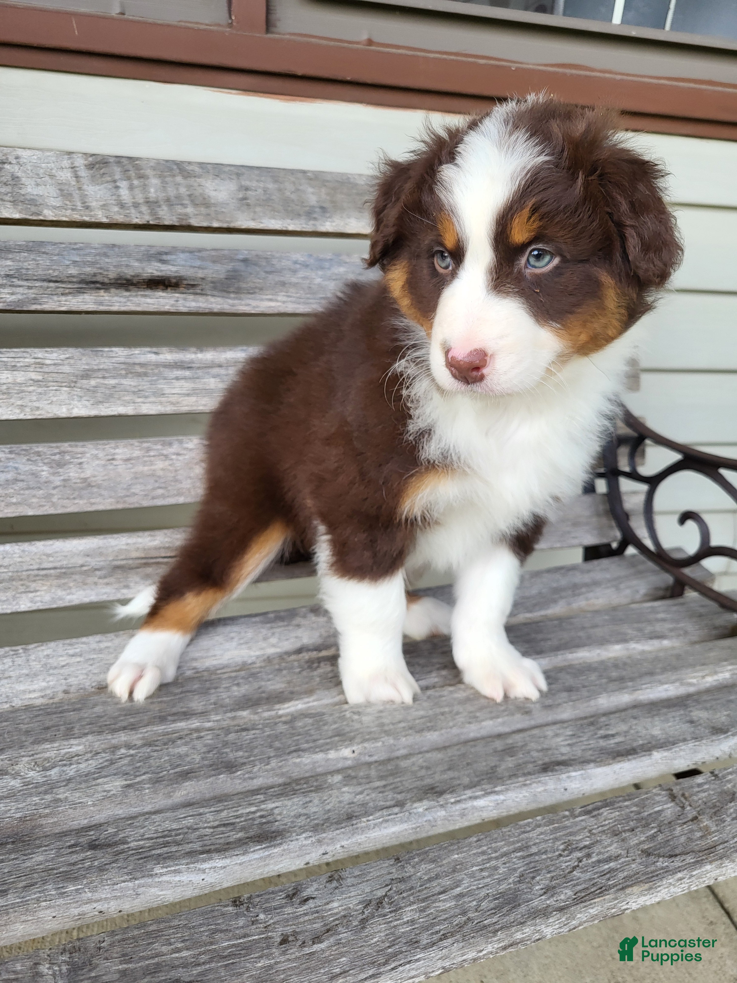 Australian Shepherd dogs Penelope  - Ad 1
