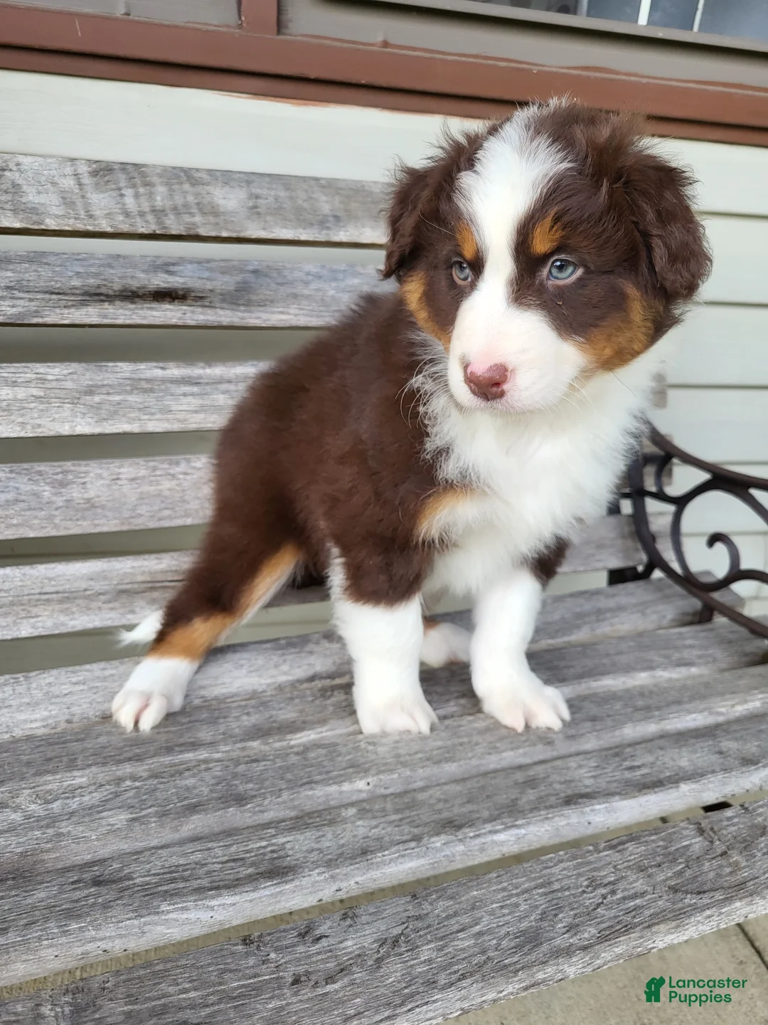 Australian Shepherd dogs for sale: Penelope  - Ad 1
