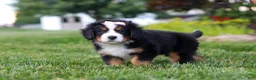 Bernese Mountain Dog dogs for sale: Mila - Ad 4
