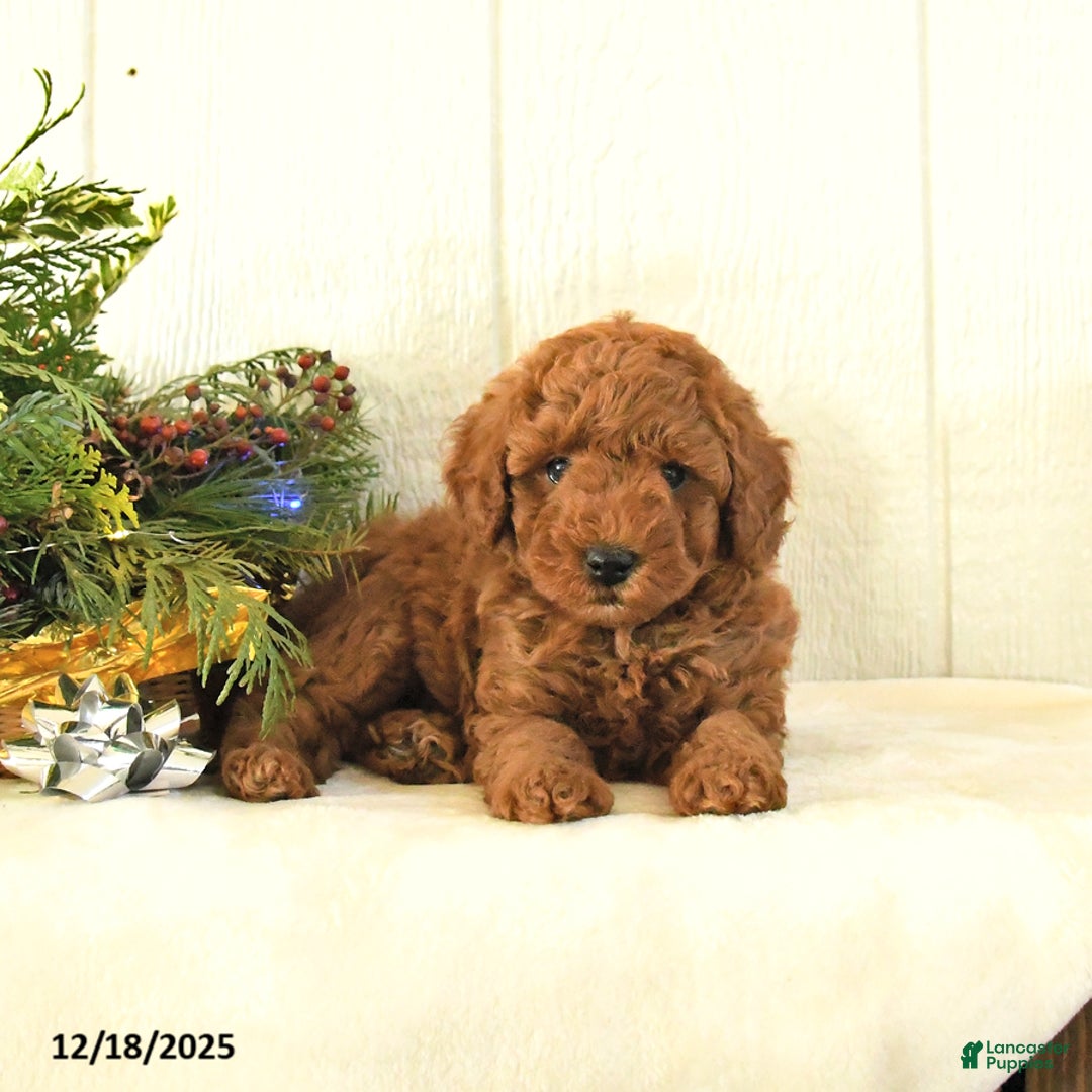 Toy Poodle dogs for sale: Bow - Ad 4
