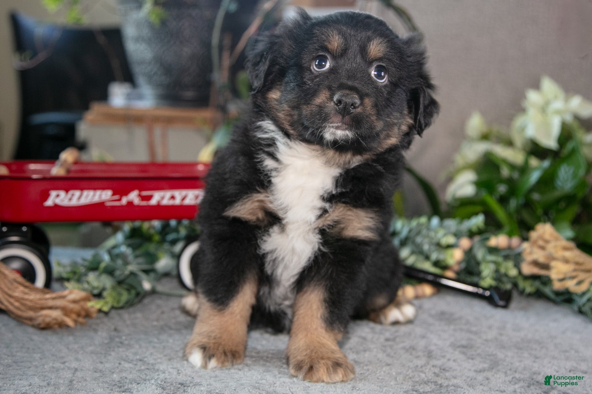Miniature Australian Shepherd dogs Diamond - Ad 2
