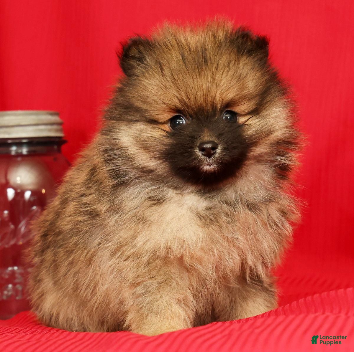 Pomeranian dogs Porter - Ad 2