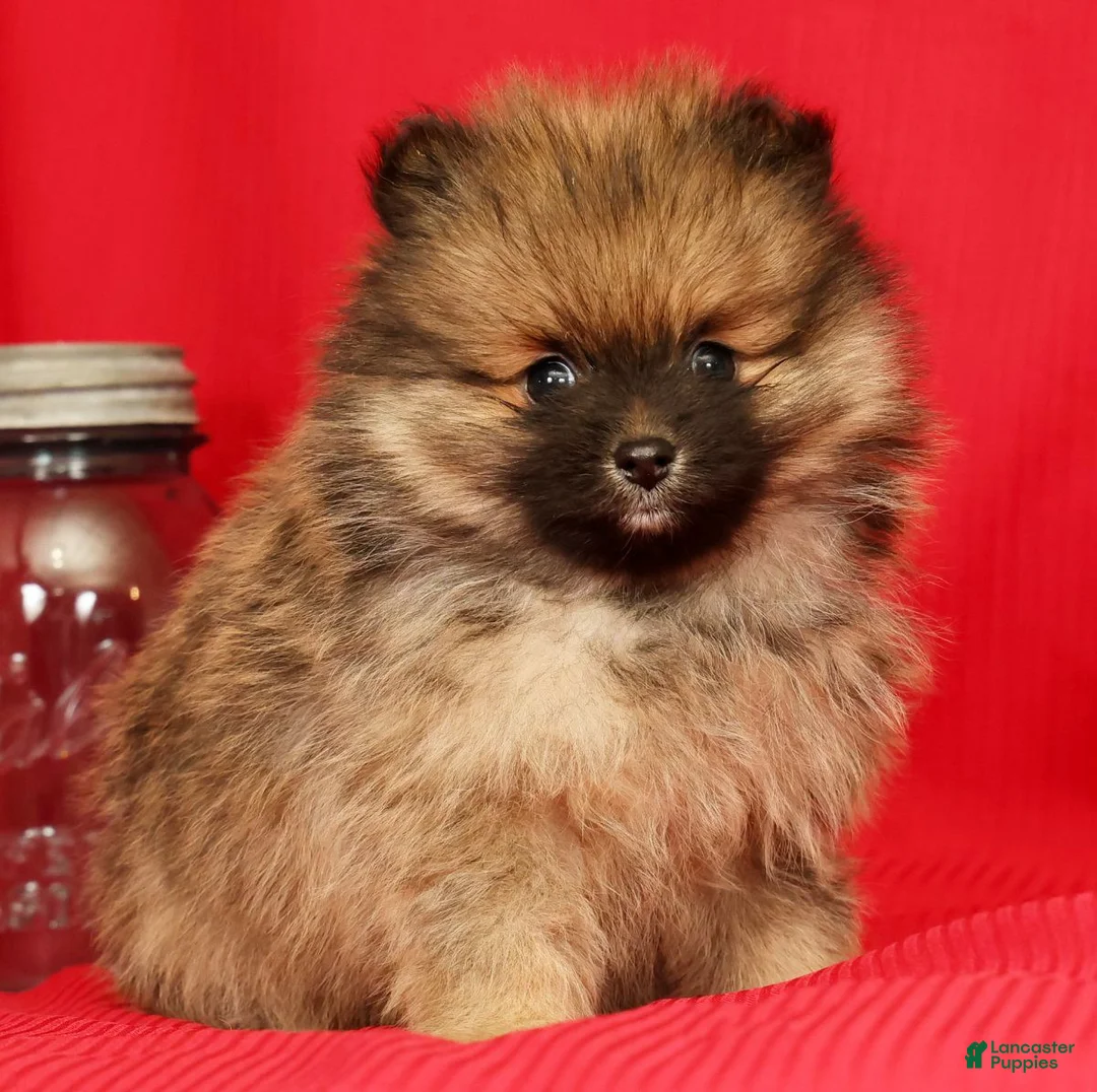 Pomeranian dogs for sale: Porter - Ad 2