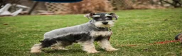 Miniature Schnauzer dogs for sale: Murphy - Ad 3