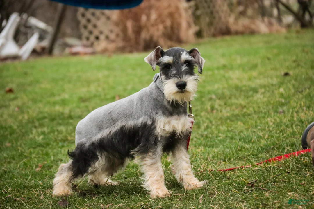 Miniature Schnauzer dogs for sale: Murphy - Ad 3