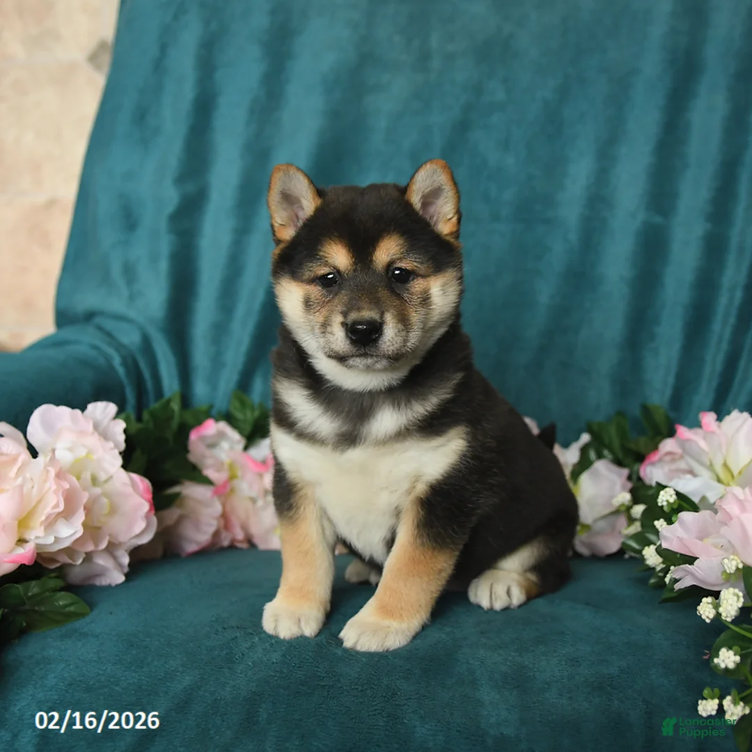 Shiba Inu dogs for sale: Lucy - Ad 2