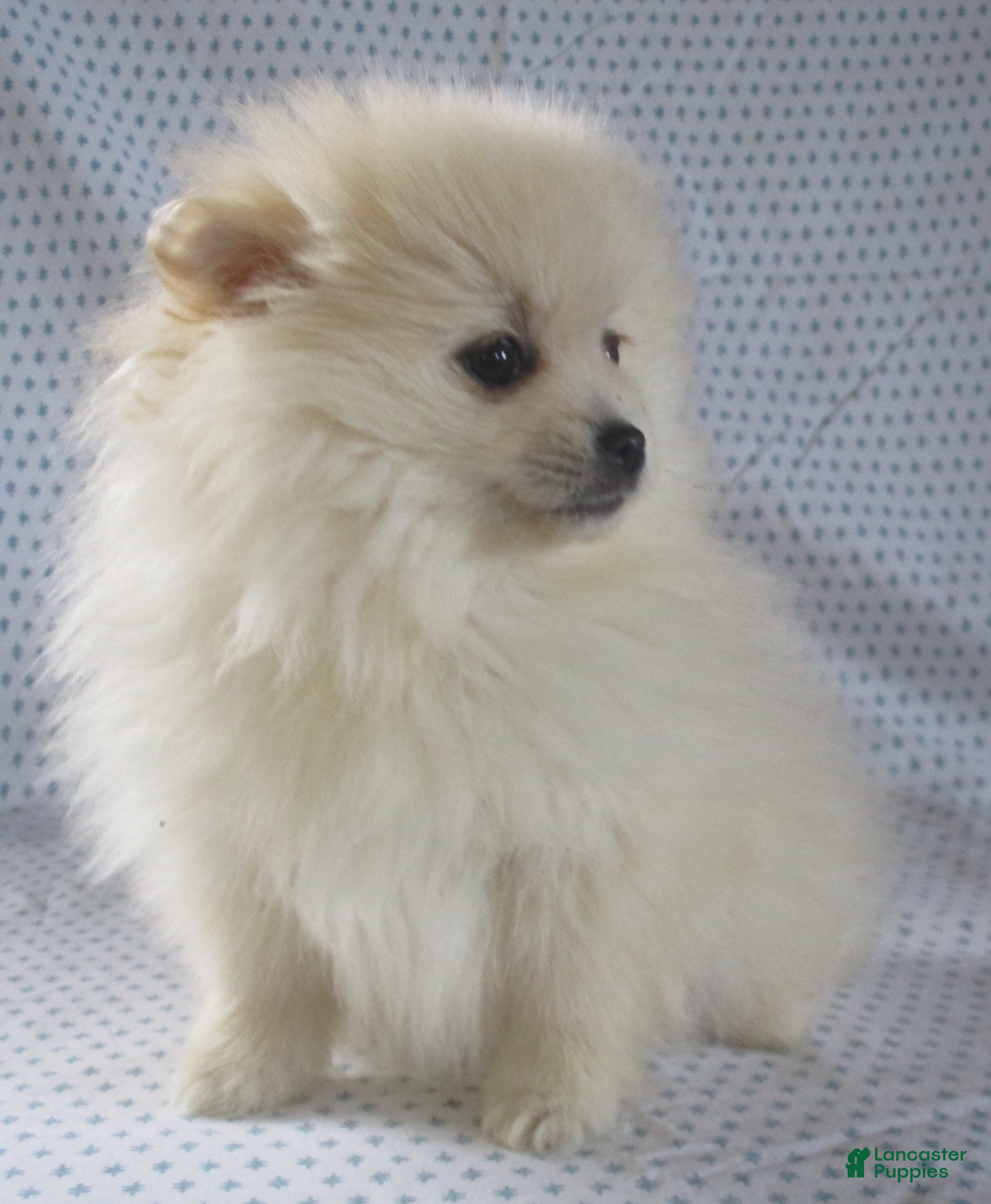 Pomeranian dogs Juliet - Ad 2