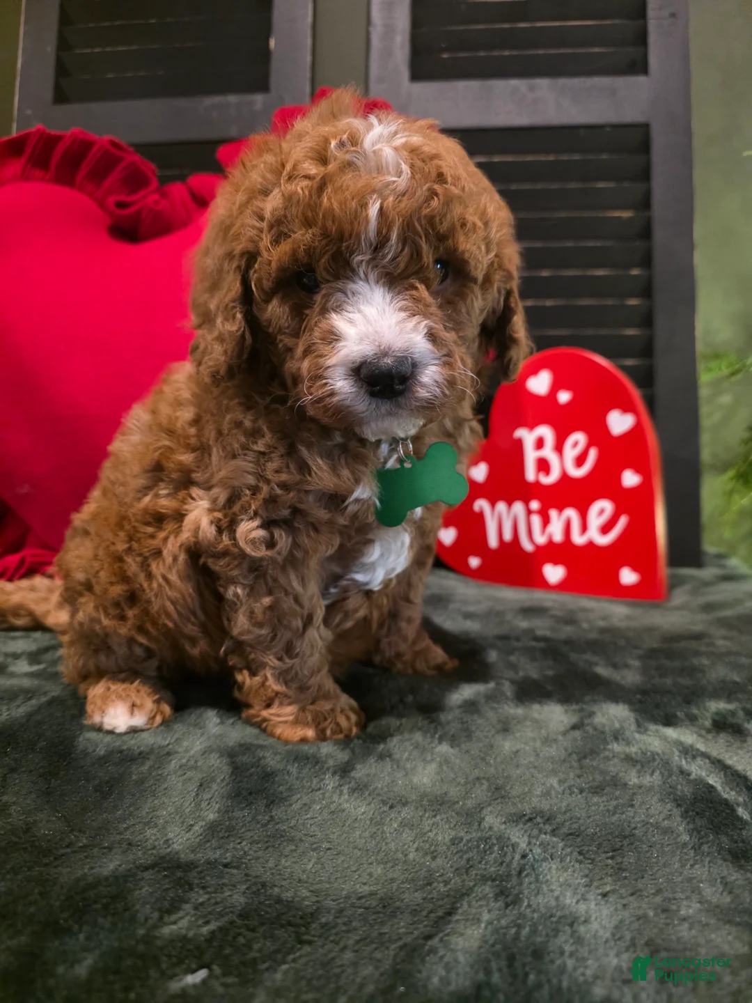 Mini Bernedoodle dogs for sale: Colton  - Ad 9