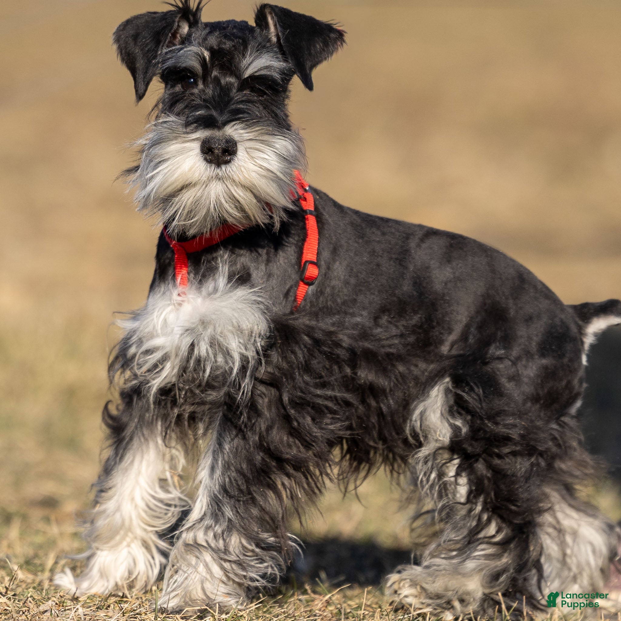 Miniature Schnauzer dogs Pepsi - Ad 8