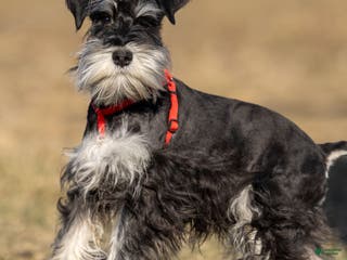 Miniature Schnauzer dogs Pepsi - Ad 8