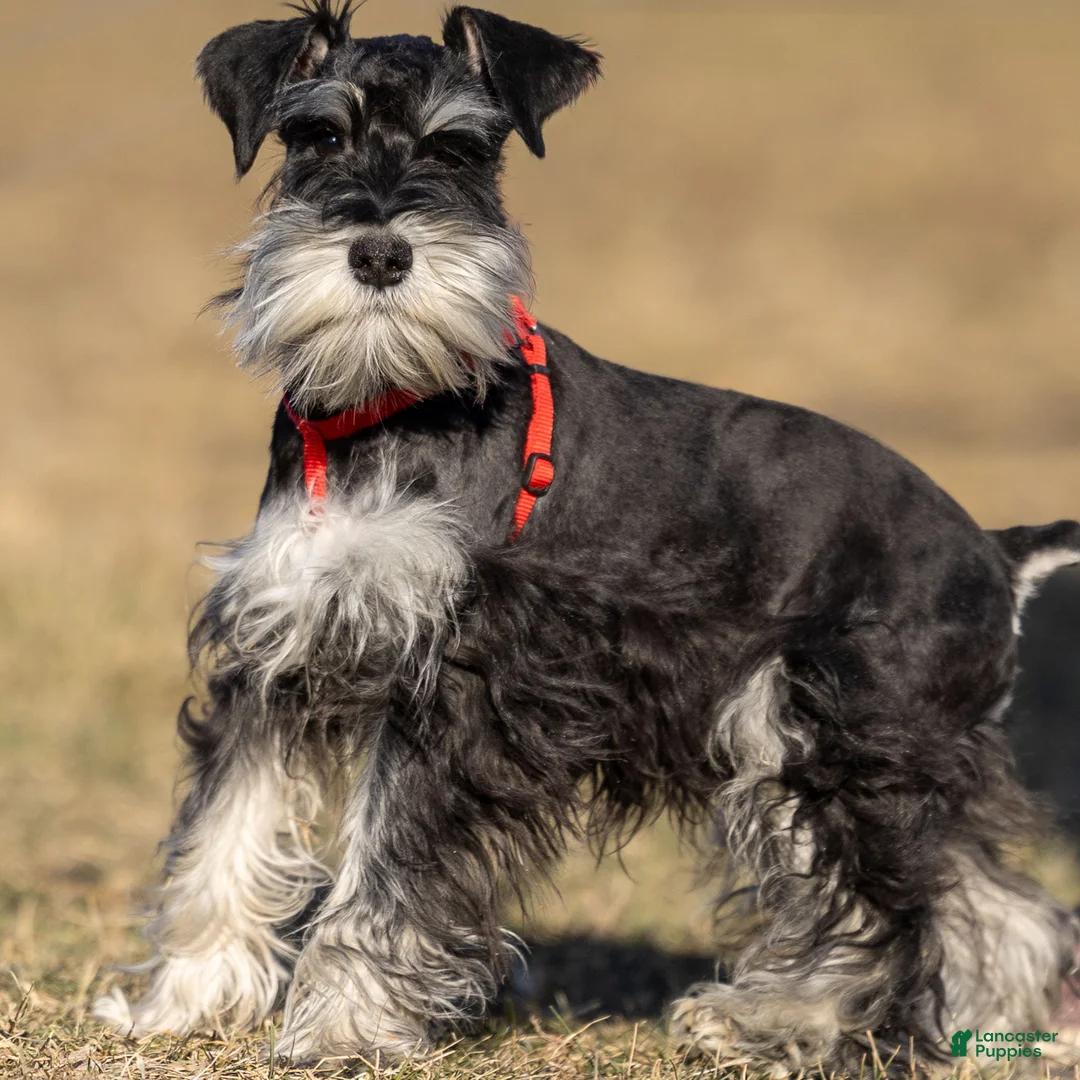 Miniature Schnauzer dogs for sale: Pepsi - Ad 1