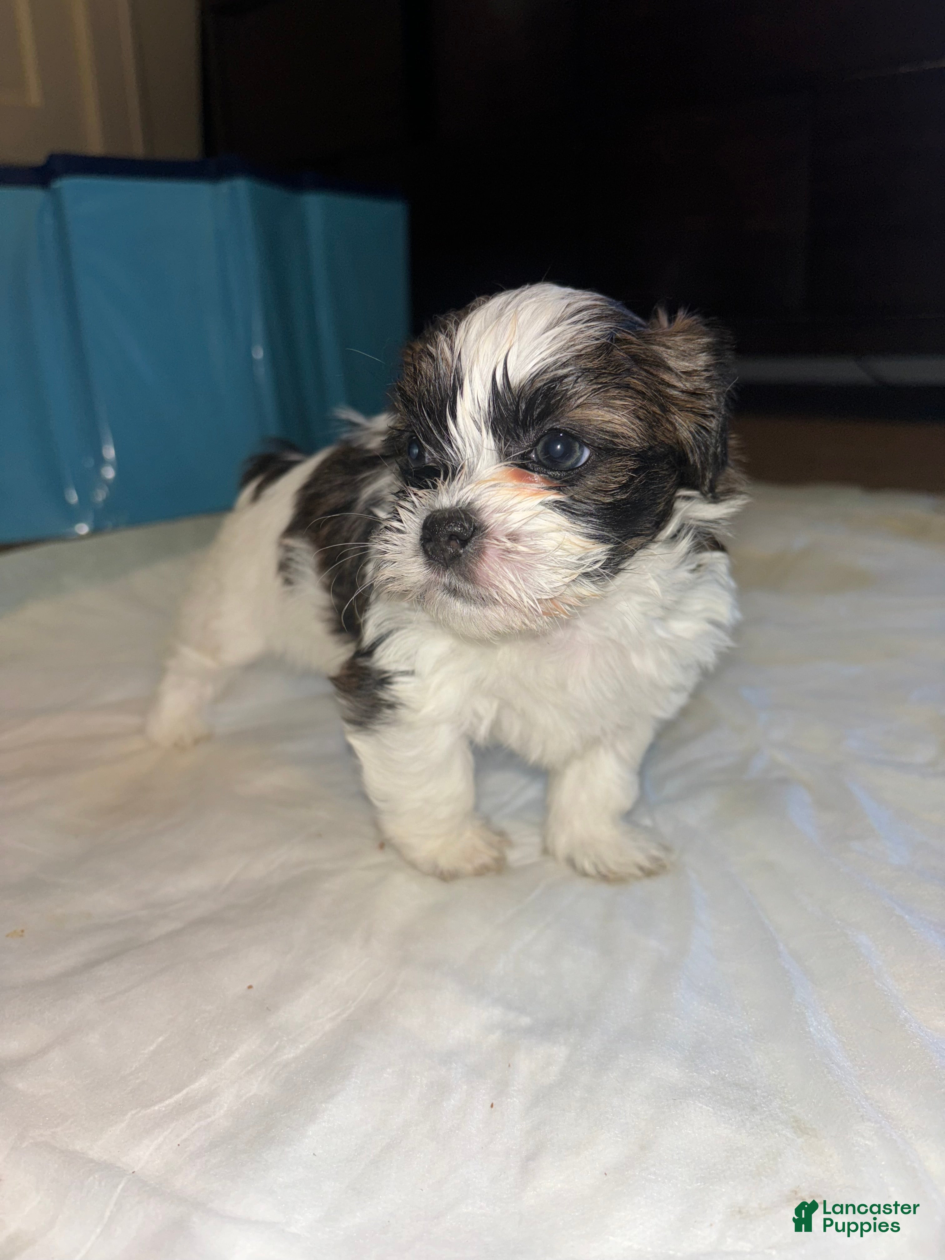 Shihpoo dogs Shihpoo Puppy 1 - Ad 27