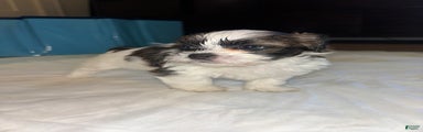 Shihpoo Puppy 1