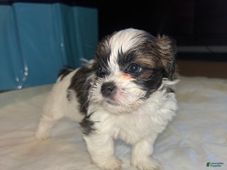 Shihpoo dogs for sale: Shihpoo Puppy 1 - Ad 2