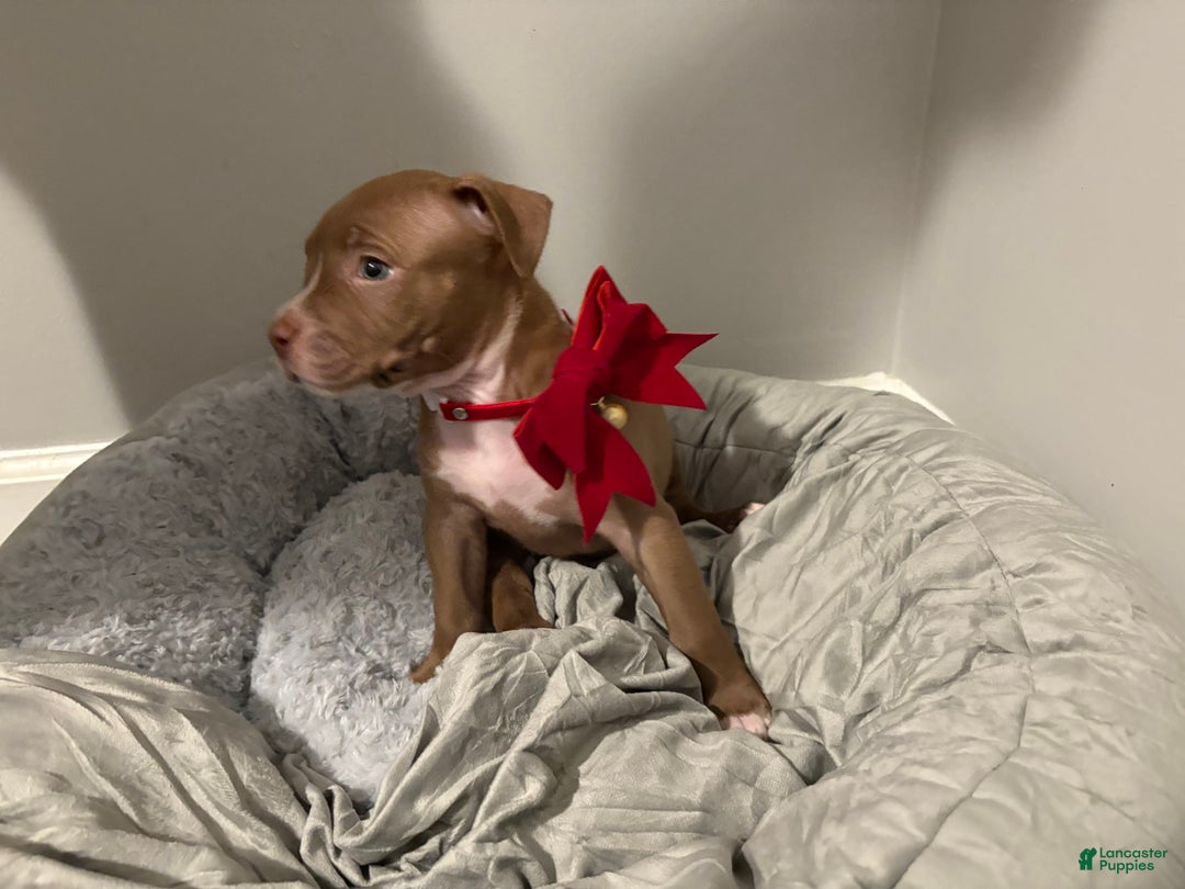 American Pit Bull Terrier dogs for sale: American Pit Bull Terrier Puppy 9 - Ad 4