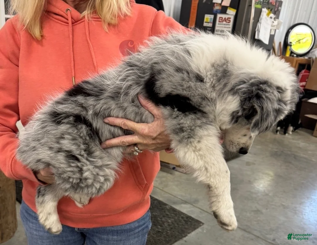 Border Collie dogs for sale: Border Collie 1 - Ad 2
