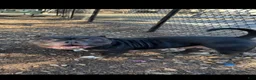 American Bully dogs for sale: American Bully 1 - Ad 4