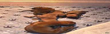 Redbone Coonhound 1