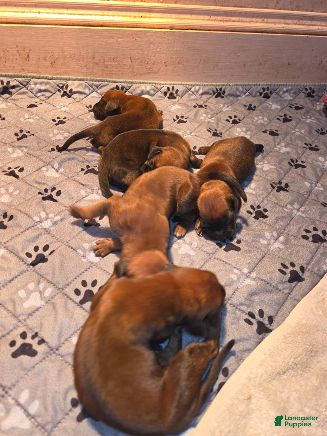 Redbone Coonhound dogs for sale: Redbone Coonhound 1 - Ad 1