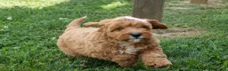 Cavapoo dogs for sale: NELLIE - Ad 8