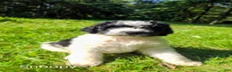 Mini Bernedoodle dogs for sale: Snoopy - Ad 6