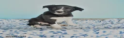 Border Collie dogs for sale: Shadow - Ad 1