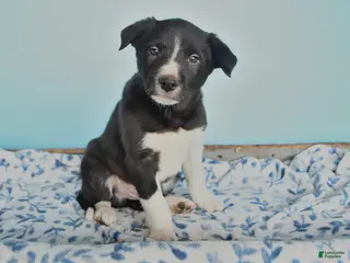 Border Collie dogs for sale: Shadow - Ad 3