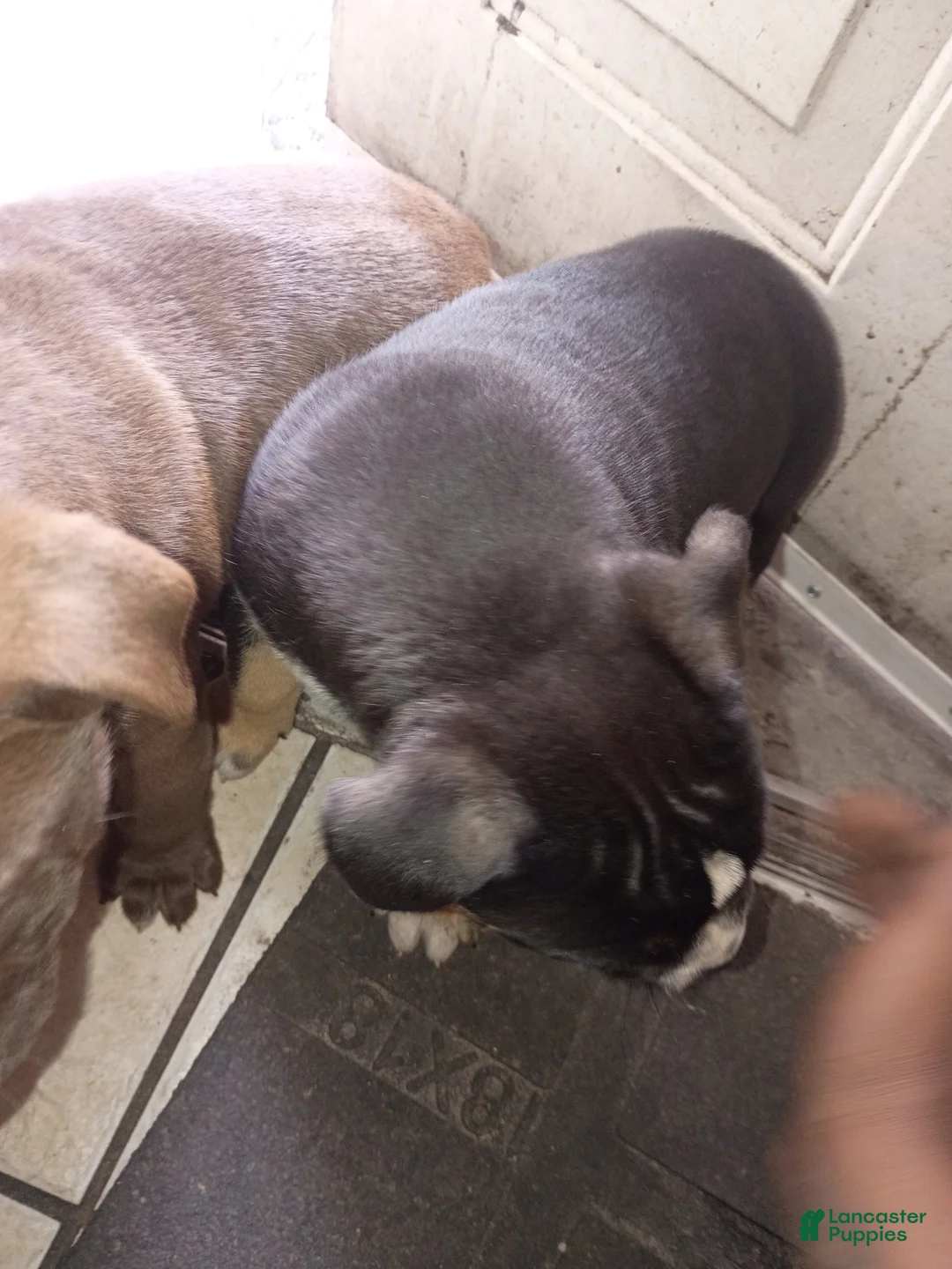 American Pit Bull Terrier dogs for sale: American Pit Bull Terrier Puppy 4 - Ad 1