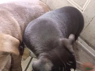 American Pit Bull Terrier dogs American Pit Bull Terrier Puppy 4 - Ad 22