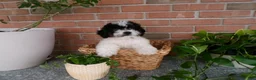 Mini Bernedoodle dogs for sale: Anson - Ad 4