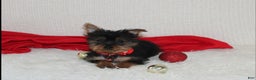 Yorkshire Terrier dogs for sale: Donnie - Ad 4