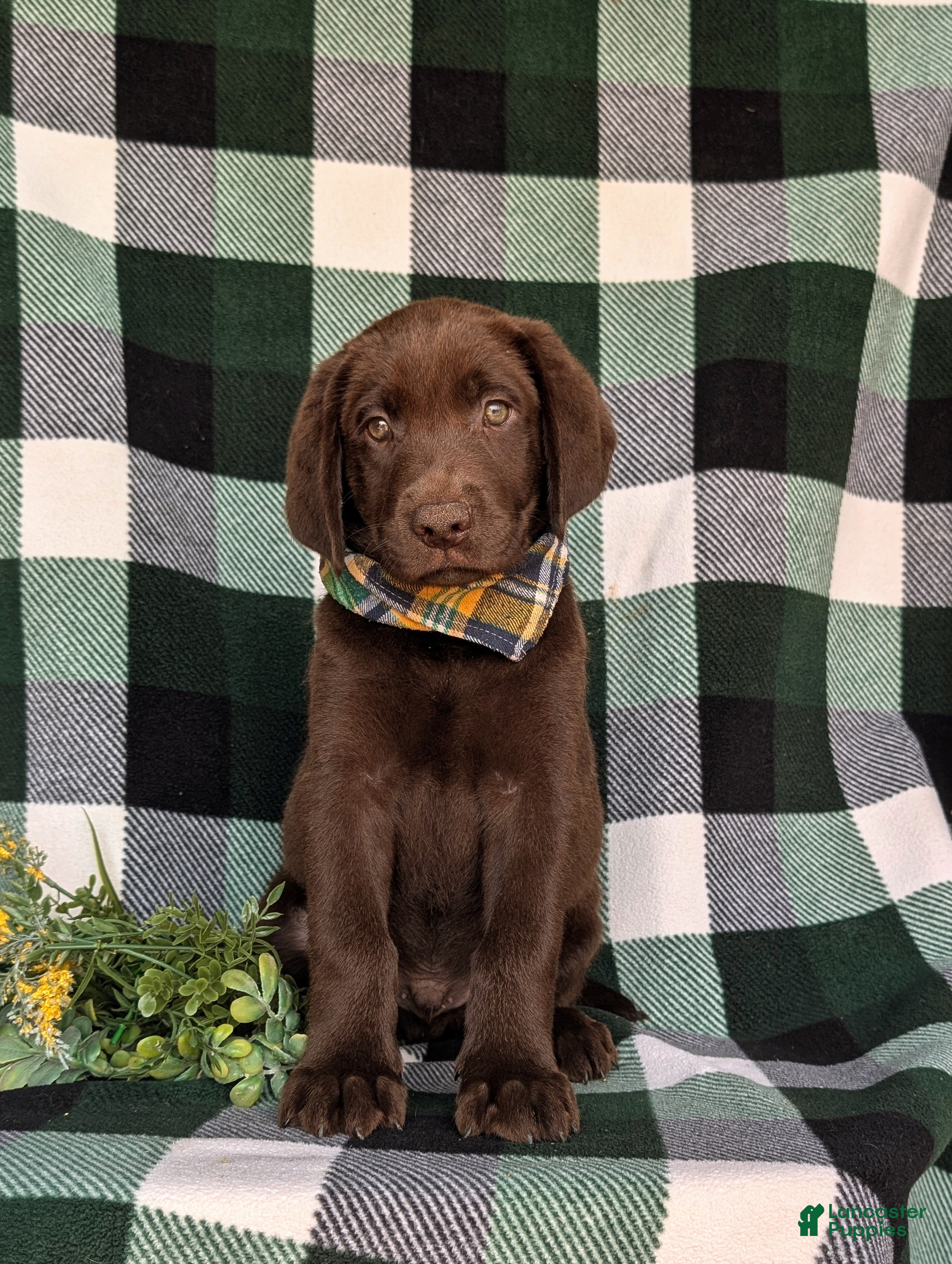 Labrador Retriever dogs Wallace  - Ad 2