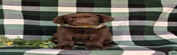 Labrador Retriever dogs for sale: Wallace  - Ad 2
